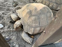 -常州淹城野生动物世界