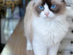-平行世界·猫咖(首经贸店)
