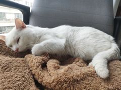 -圣宠动物医院·犬猫专科·影像中心·外科中心