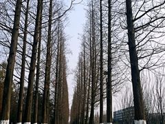 -桃花岛公园