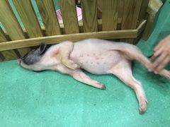-藦茜花园宠物主题亲子互动体验馆(国顺东路店)