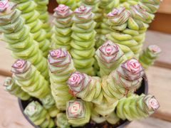 -三圣花乡旅游区