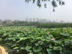 -前关湿地公园