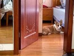 -宠颐生宠物医院·犬猫全科·皮肤科(商业街店)