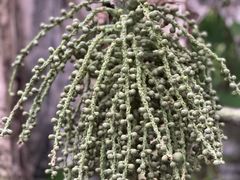 -北京植物园-展览温室