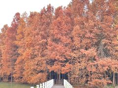 -上海海湾国家森林公园