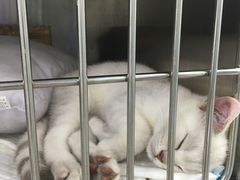 -安安宠医宠物医院·异宠·犬猫内科(岳阳分院)