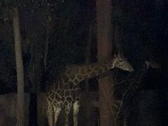 -清迈夜间动物园