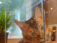 -欣宠猫屋·矮脚拿破仑·蓝金金渐层