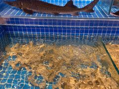 虾爬子（皮皮虾）-乔哥铭洋海鲜自助(皇城恒隆广场店)