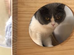 -猫和宫(六道口店)