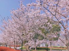 -上海山野camping·户外天幕烧烤·团建拓展营地