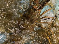 -阿弟特色海鲜餐厅·大排档(平潭店)