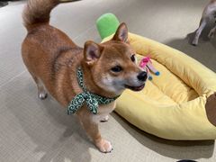 -逗柴咖啡屋·狗咖猫咖宠物桌游