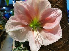 -双季花艺园艺市场(浦东店)