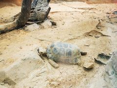 -广州长隆飞鸟乐园