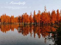 -白鹭湾湿地公园