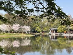 -上海共青森林公园