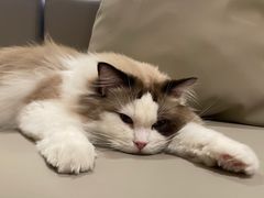 -猫腻·猫咖·撸猫馆(星光大道店)