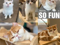 -飞行喵MR PILOT|猫舍·猫咖(静安大融城店)