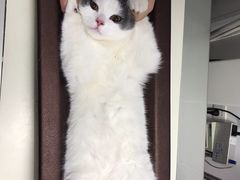 -纳吉亚猫专科动物医院·北北分院