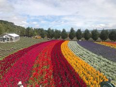 -富田农场