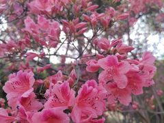 -苏州上方山国家森林公园