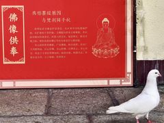 -深圳仙湖植物园