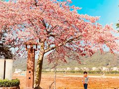-风云岭森林公园