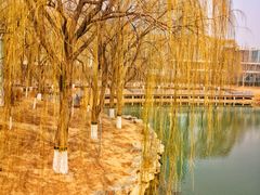 -大兴滨河森林公园