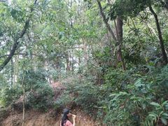 -火炉山森林公园