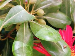 -上海虹桥西郊假日酒店