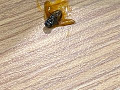 -杨国福麻辣烫(万达后街店)