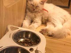 -屋虎猫馆(宝安大仟里店)