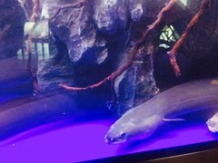 -石葵(锦业时代店)