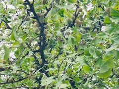 -上海佘山国家森林公园天马山园