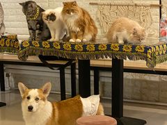 -平行世界·猫咖(首经贸店)