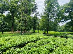 -野蔓果·山野菜(西湖景区·龙井茶田店)