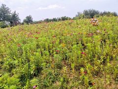 -济南国际园博园