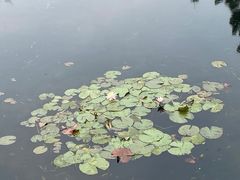 -三垟湿地
