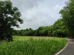 -东平国家森林公园