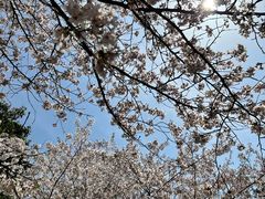 -武汉大学-樱园