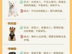 -翊宠yipet猫狗购宠庄园犬舍•猫舍