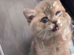 -心仪动物医院·牙专科·肿瘤·心脏科(西客站院)