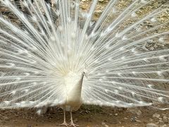 -泉州海丝野生动物世界