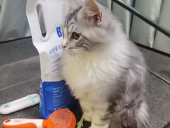 -伟伟宠物医院·CT影像中心·瑞派犬猫综合性门诊(汉口总院)