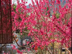 -桃源山庄·水蜜桃采摘·柴火鸡·烧烤团建(龙泉山店)
