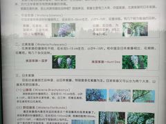 -嘉定紫藤园