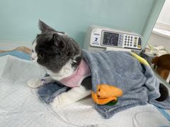 -达爱动物医院·犬猫分区·CT·复杂眼科(远洋山水分院)