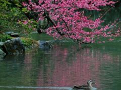 -杭州植物园